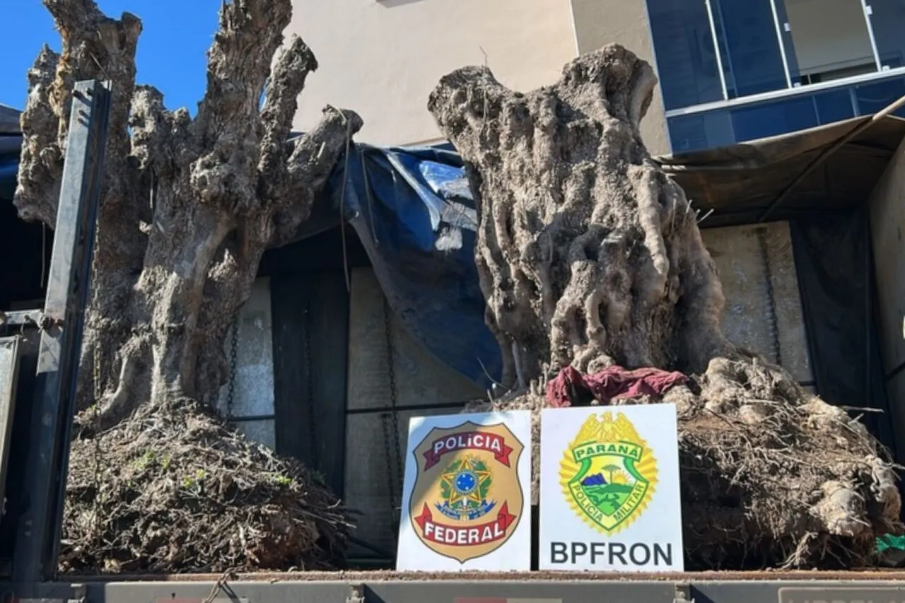 Caminhão com 6 oliveiras contrabandeadas da Argentina é apreendido em Santo Antonio do Sudoeste 4 A apreensão ocorreu na manhã desta quinta-feira, quando o caminhão trafegava em uma rota ilegal nas proximidades da fronteira com a Argentina