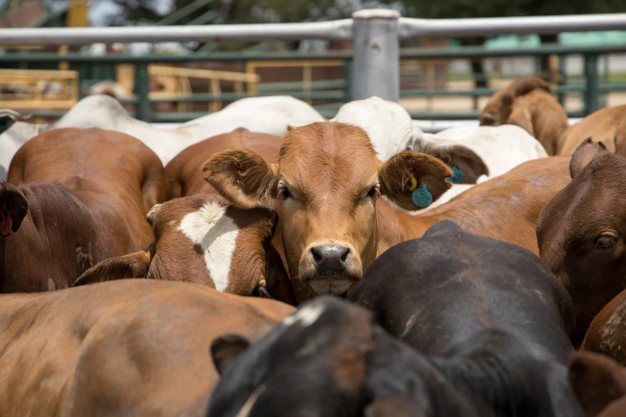 Adapar facilita emissão online da Certidão de Estabelecimento Rural para produtores com exploração pecuária ativa 7 Portaria da Adapar permite que produtores emitam pela internet a Certidão de Estabelecimento Rural, documento exigido para crédito e comprovação sanitária no Paraná.