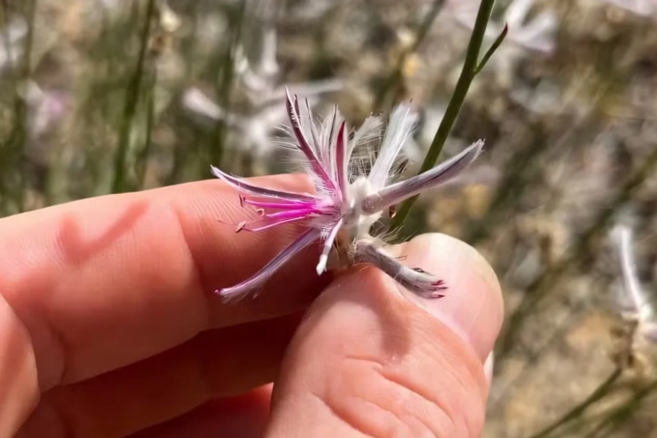 Planta australiana dada como extinta há seis décadas é redescoberta 3 Planta australiana dada como extinta há seis décadas é redescoberta