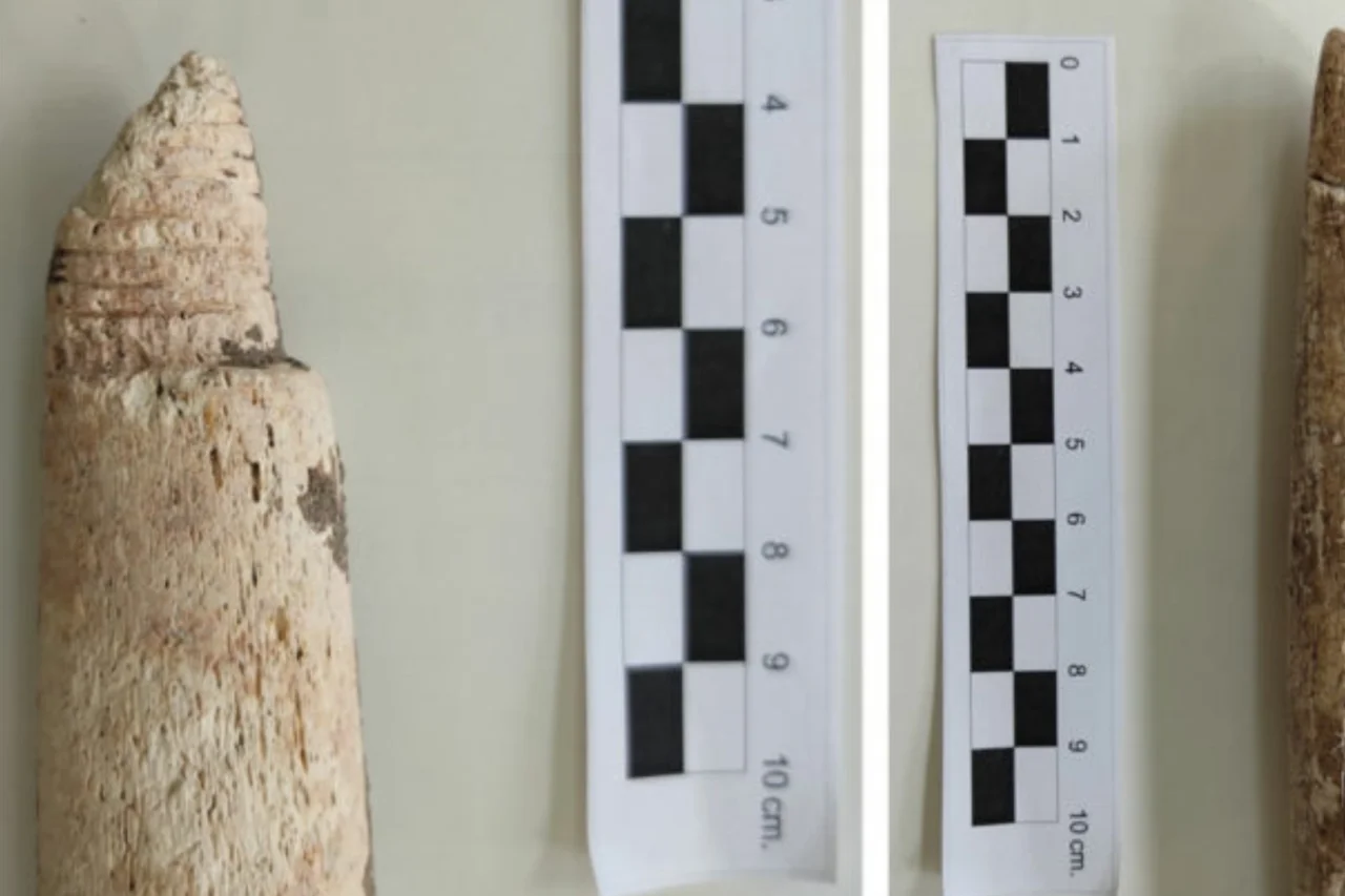 Arqueologia no sul do Brasil revela que comunidades pré-históricas caçavam baleias gigantes 3 Arqueologia no sul do Brasil revela que comunidades pré-históricas caçavam baleias gigantes