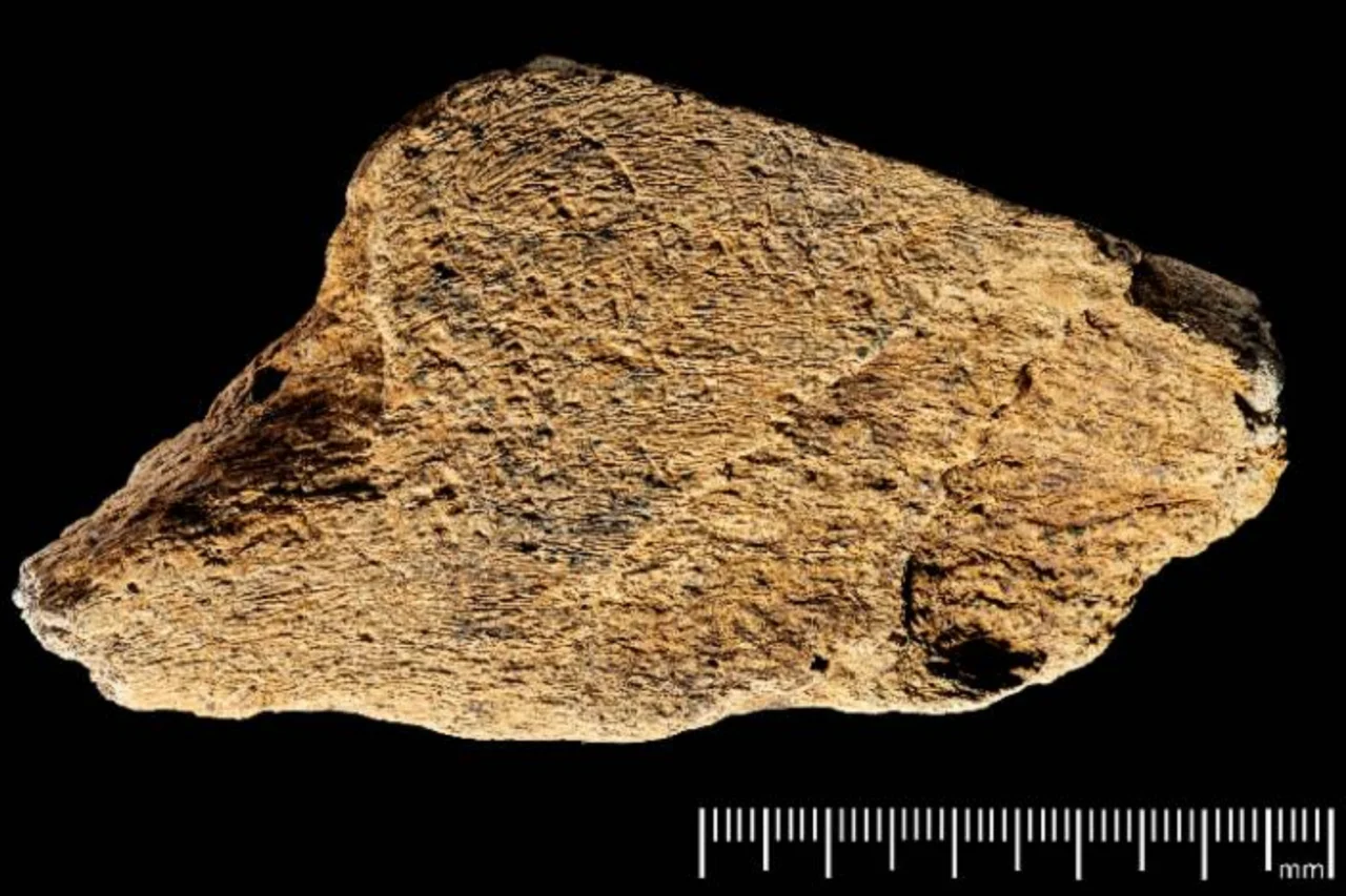 Ferramenta de osso com 500 mil anos é identificada na Inglaterra 1 Ferramenta de osso com 500 mil anos é identificada na Inglaterra