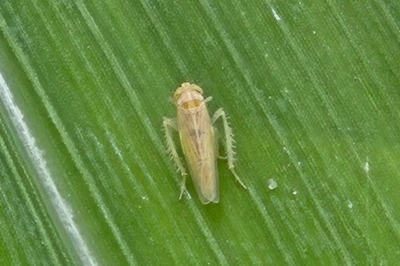 Média de cigarrinhas-do-milho cai pela metade 5 Heloisa L 9