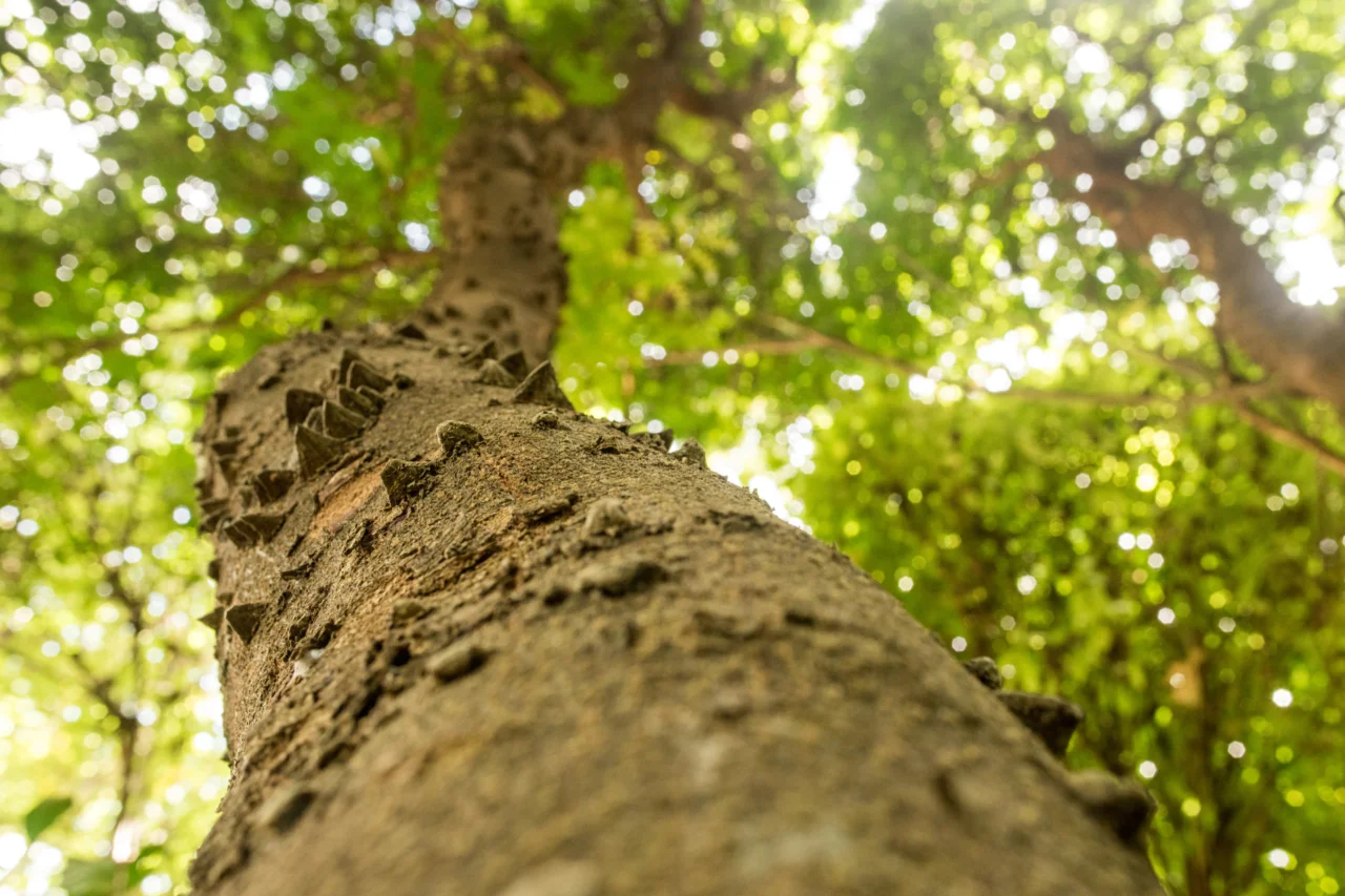 Por que o brasileiro se chama brasileiro? A origem histórica do gentílico que foge à regra dos outros países 3 crys 15