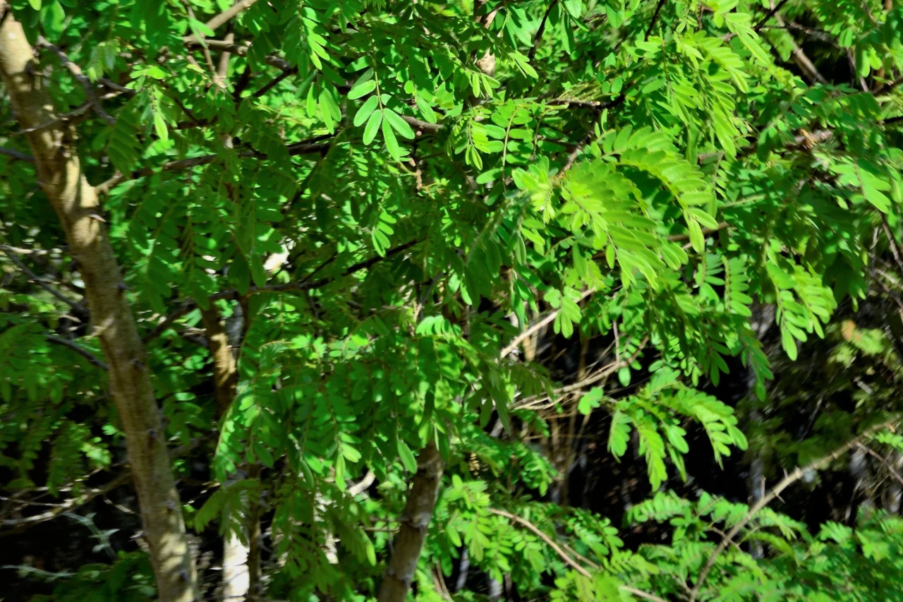 Por que o brasileiro se chama brasileiro? A origem histórica do gentílico que foge à regra dos outros países 4 crys 17