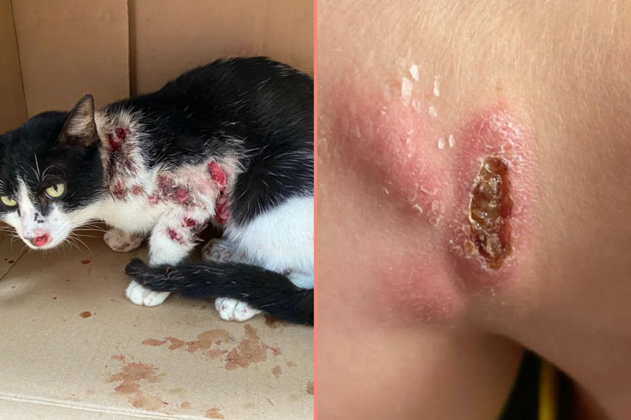 Esporotricose: a zoonose que cresce em Santa Catarina e exige atenção redobrada de tutores de gatos 3 crys 22 1