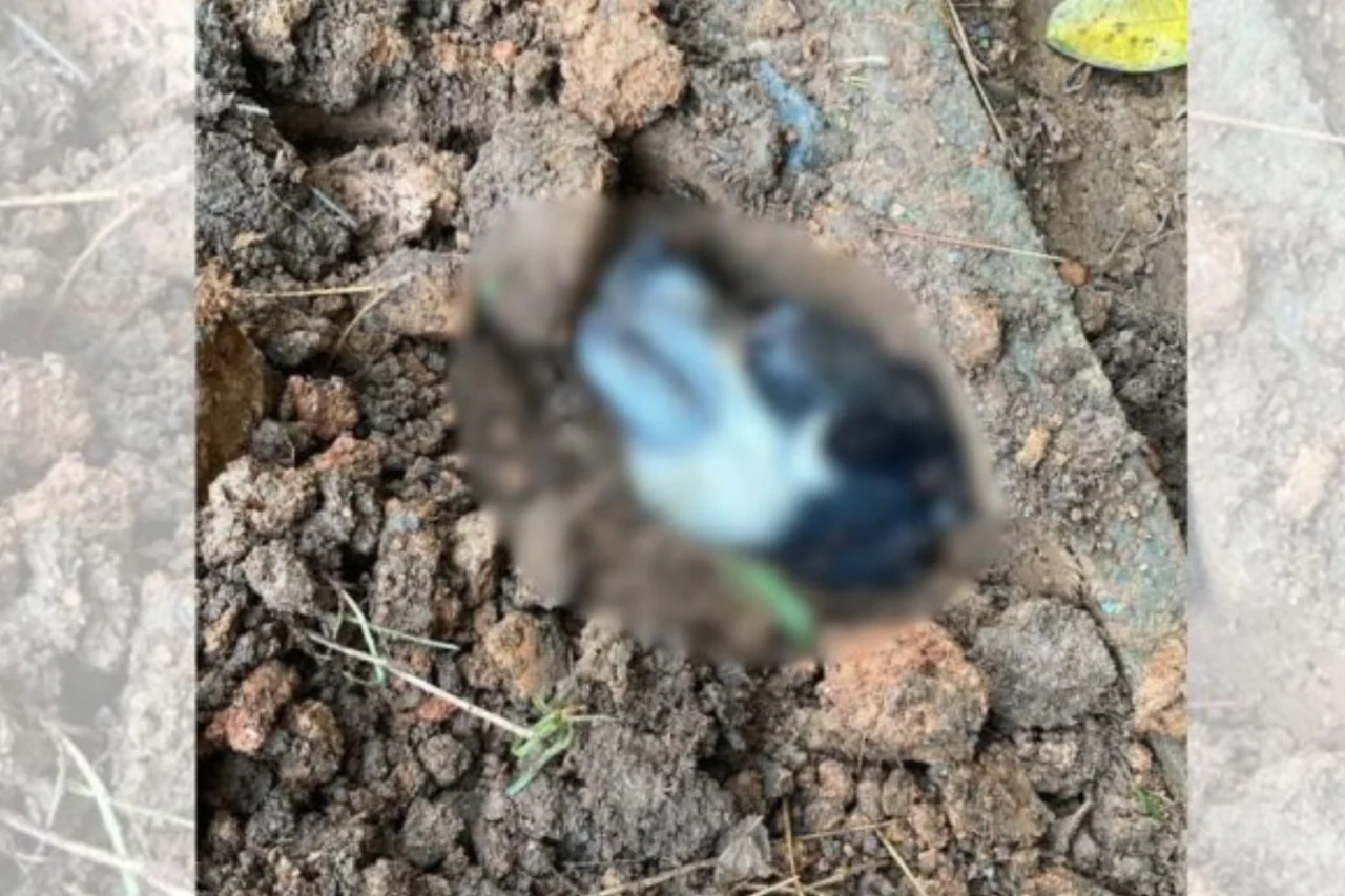 Cadela prenha é enterrada viva em condomínio de Santa Catarina 3 Cadela prenha com cinco filhotes foi enterrada viva em condomínio de Joinville; Polícia Civil cumpre mandados e investiga participação de adolescentes e funcionária