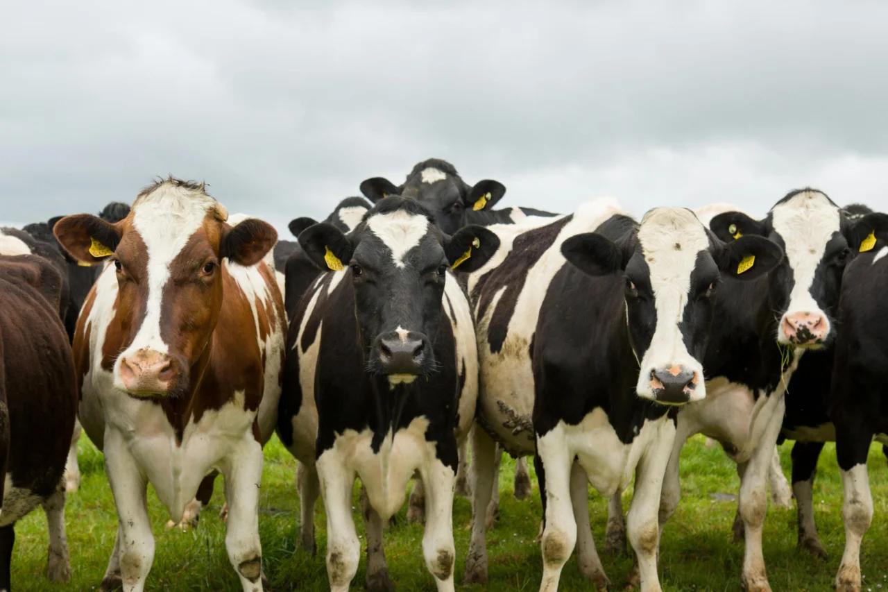Brucelose bovina: a doença silenciosa que compromete rebanhos, produção e saúde pública no campo 6 crys 25