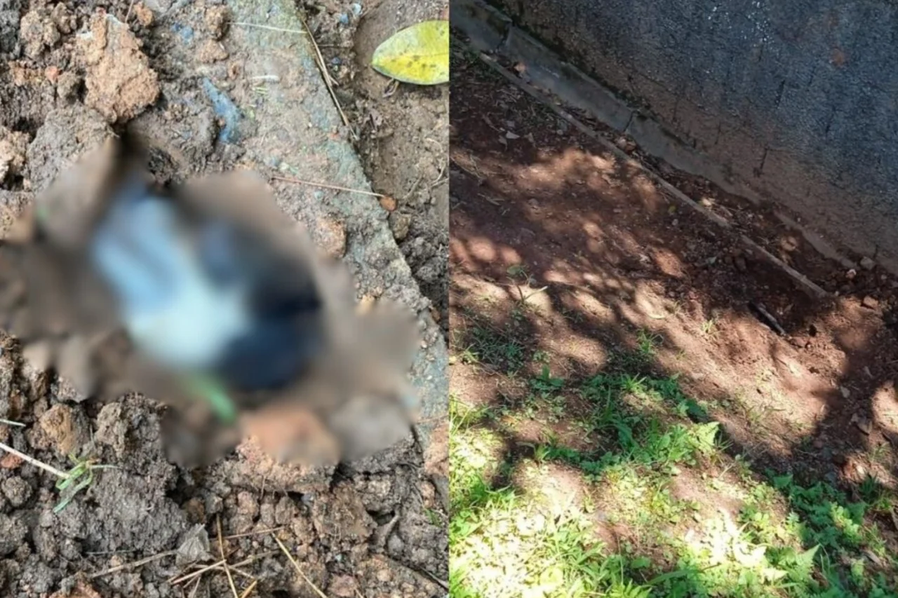 Cadela prenha é enterrada viva em condomínio de Santa Catarina 1 crys 25 3