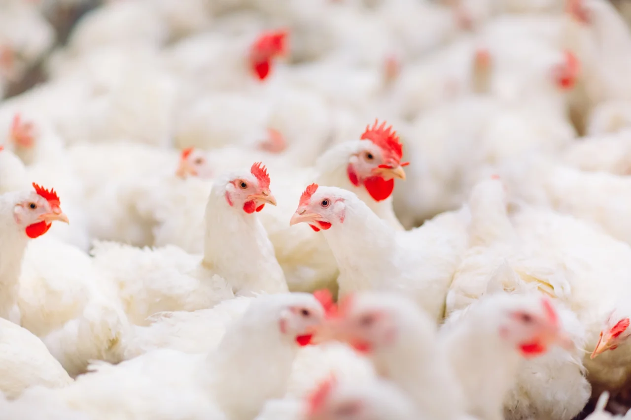 Argentina confirma novo foco de gripe aviária H5 e suspende exportações temporariamente 20 Autoridades sanitárias da Argentina confirmam surto de gripe aviária H5 em granja comercial na província de Buenos Aires e adotam medidas de contenção, com impacto temporário nas exportações.