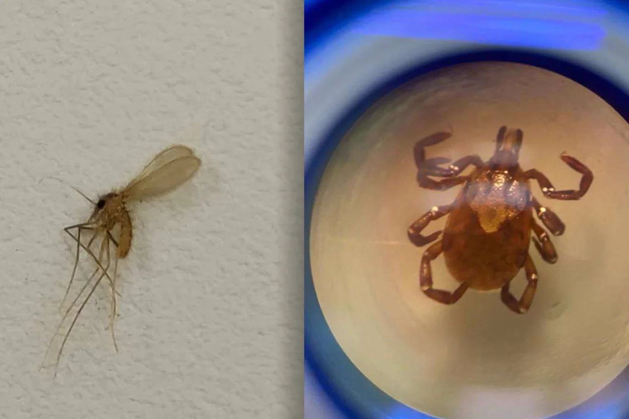 Paraná reforça alerta sobre mosquito-palha e carrapato-estrela na prevenção de leishmanioses e febre maculosa 15 crys 5