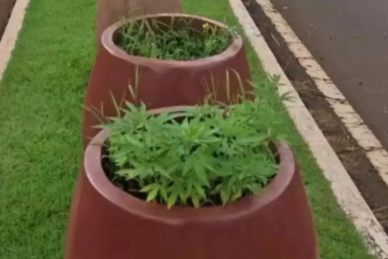 Plantas semelhantes à maconha são encontradas em canteiro de avenida em Goiás 9 Heloisa L 72