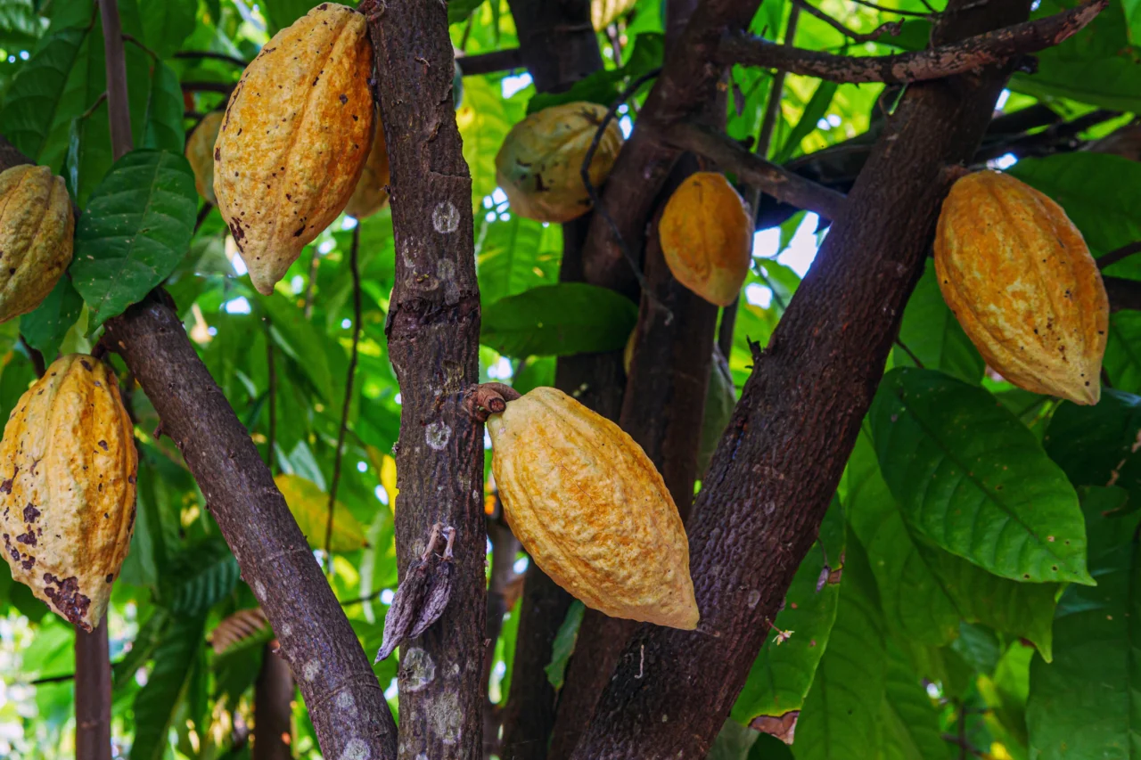O lado surpreendente do cacau ele é muito mais que chocolate 3 Heloisa L 75