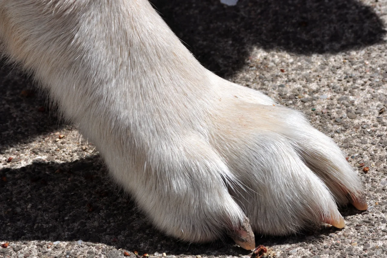 Cadela é resgatada após permanecer três dias dentro de carro 3 Cadela é resgatada após permanecer três dias dentro de carro