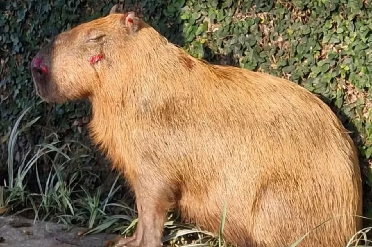 Capivara é brutalmente agredida por grupo no Rio 1 crys 3 3