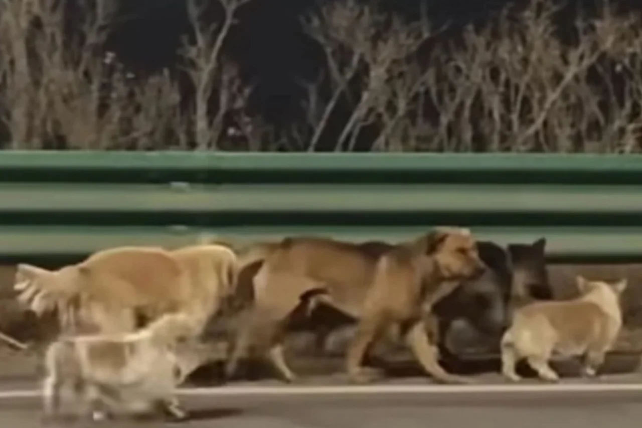 Grupo de cães percorre 17 km e escapa de abate em caso registrado na China 31 Sete cães de raça foram resgatados após percorrerem cerca de 17 km e escaparem de possível destino em açougue clandestino na China.