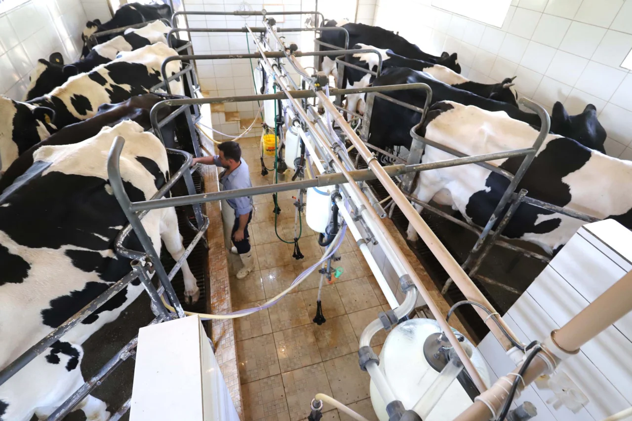 Paraná registra recordes na agropecuária e lidera abate de frangos no Brasil em 2025 3 Dados do IBGE mostram que o Paraná alcançou recordes na produção de carnes, leite, ovos e pescados em 2025, mantendo liderança nacional em diversos setores do agronegócio.