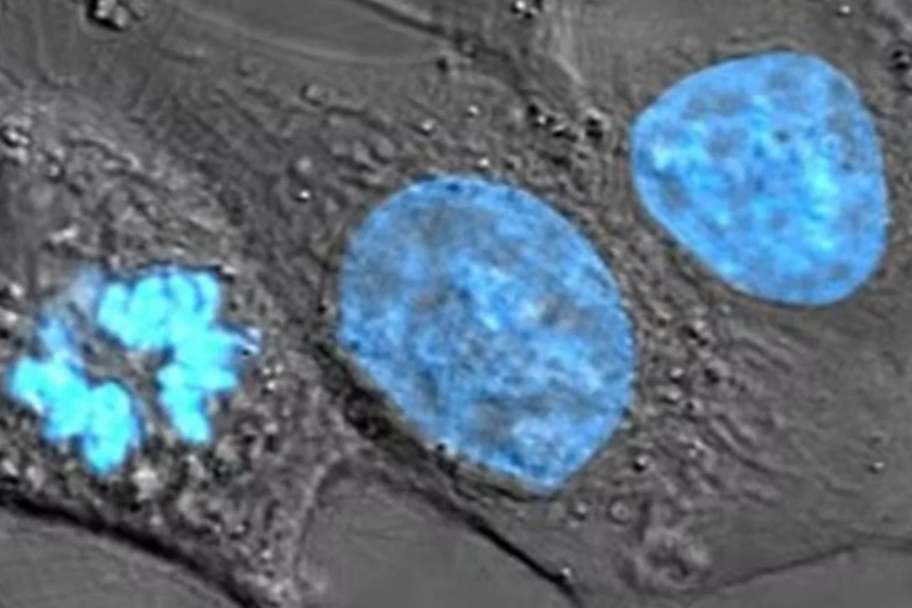 A história das células “imortais” de Henrietta Lacks volta à Justiça 36 A história das células “imortais” de Henrietta Lacks volta à Justiça