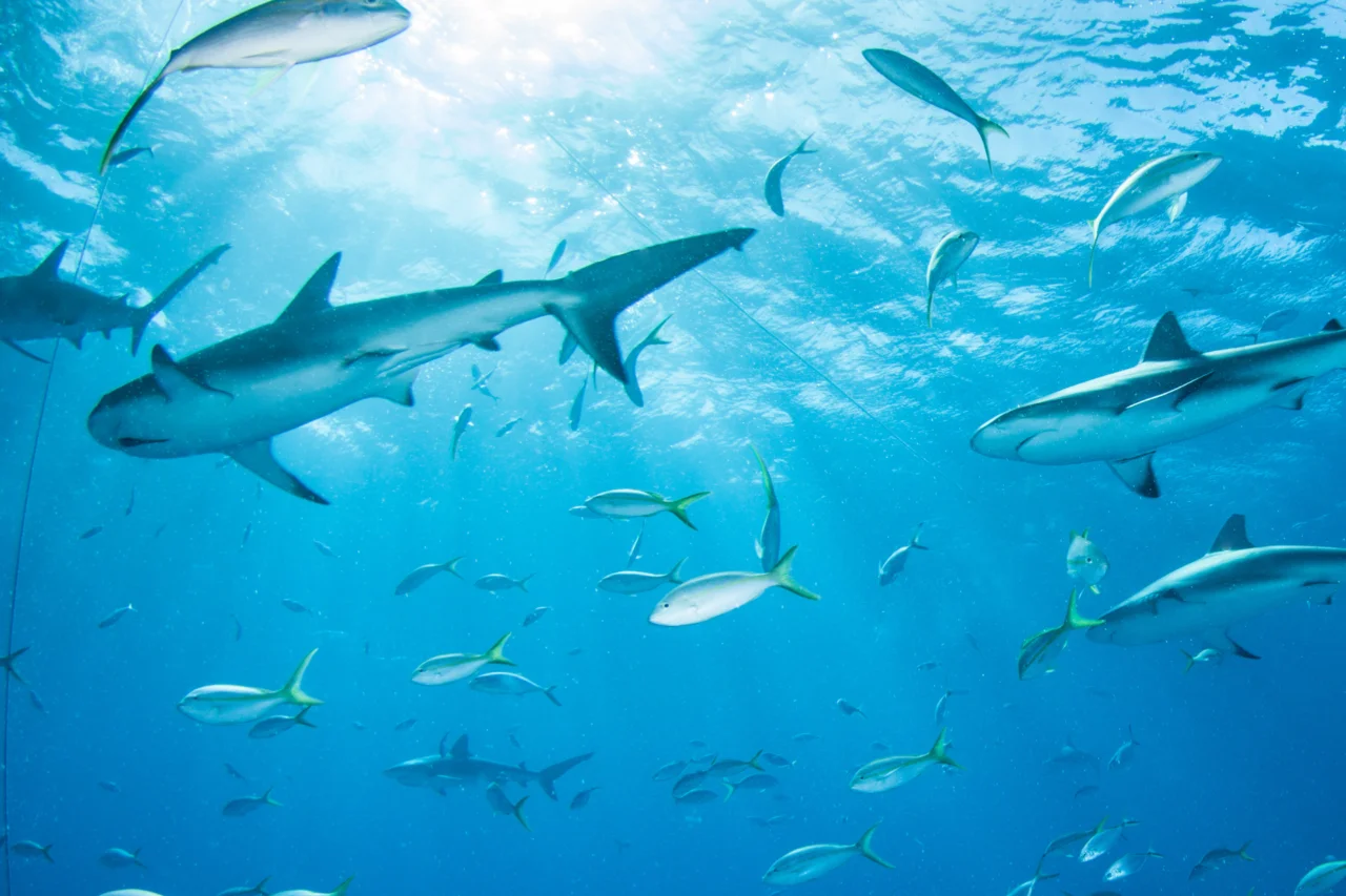 Estudo aponta presença de cocaína e analgésicos no sangue de tubarões nas Bahamas 3 Estudo aponta presença de cocaína e analgésicos no sangue de tubarões nas Bahamas