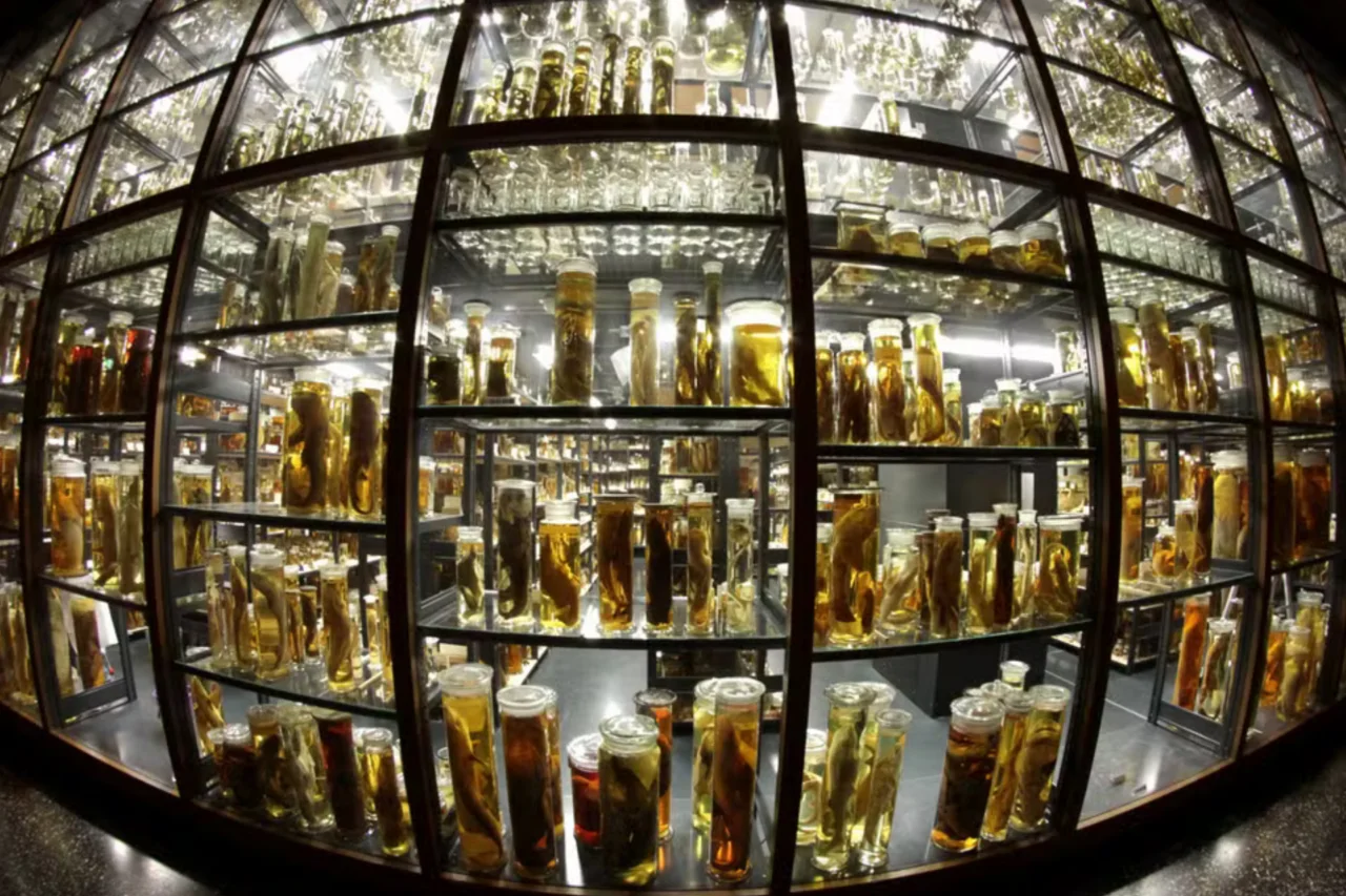 Frascos coletados por Charles Darwin há quase 200 anos são analisados sem serem abertos 3 Frascos coletados por Charles Darwin há quase 200 anos são analisados sem serem abertos