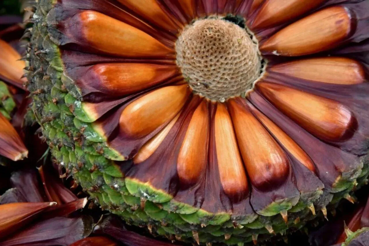 Colheita do pinhão segue proibida em SC até dia 1º de abril 9 wveet