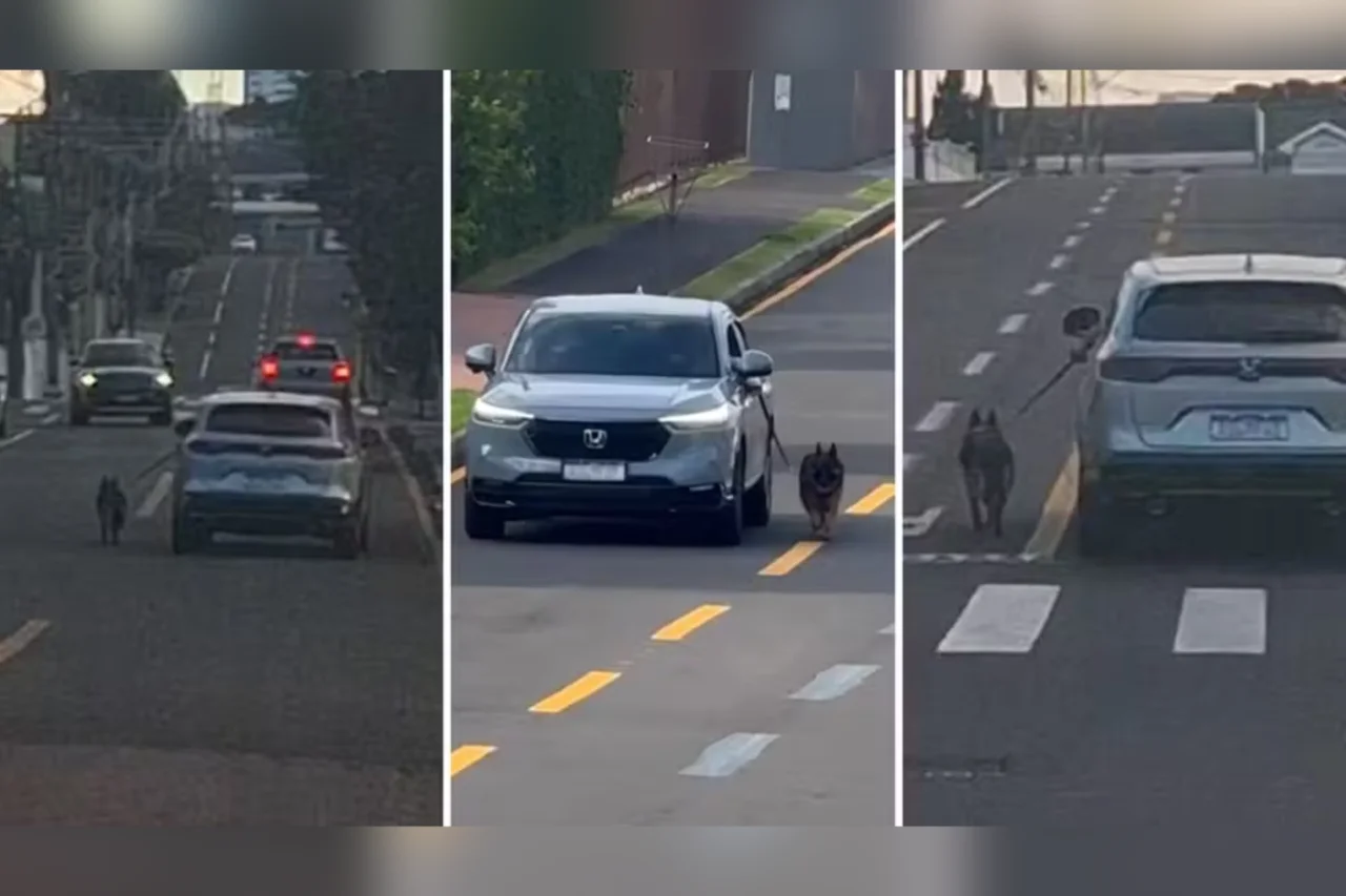 Motorista é indiciado por maus-tratos após conduzir carro com cachorro preso do lado de fora no Paraná 9 Heloisa L 21