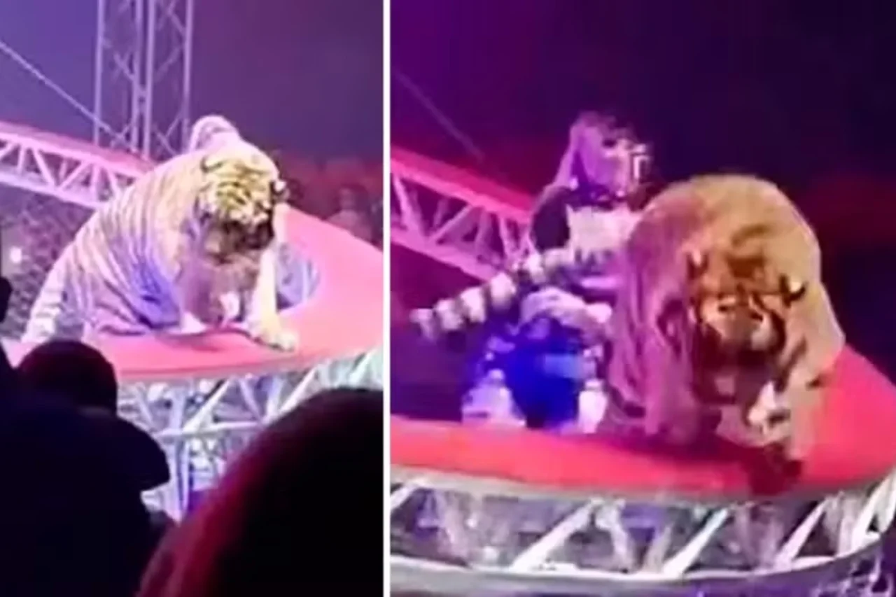 Tigre salta em direção à plateia após rede de proteção cair durante circo na Rússia 30 Heloisa L 70 1