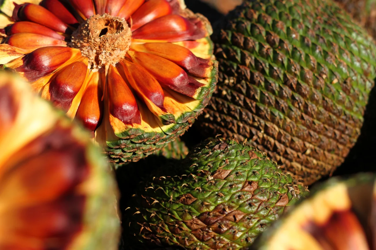 Colheita do pinhão começa no Paraná com novas regras para garantir consumo seguro e preservação 10 Temporada do pinhão no Paraná inicia com nova data e regras mais rígidas para garantir sustentabilidade, segurança alimentar e preservação da araucária.