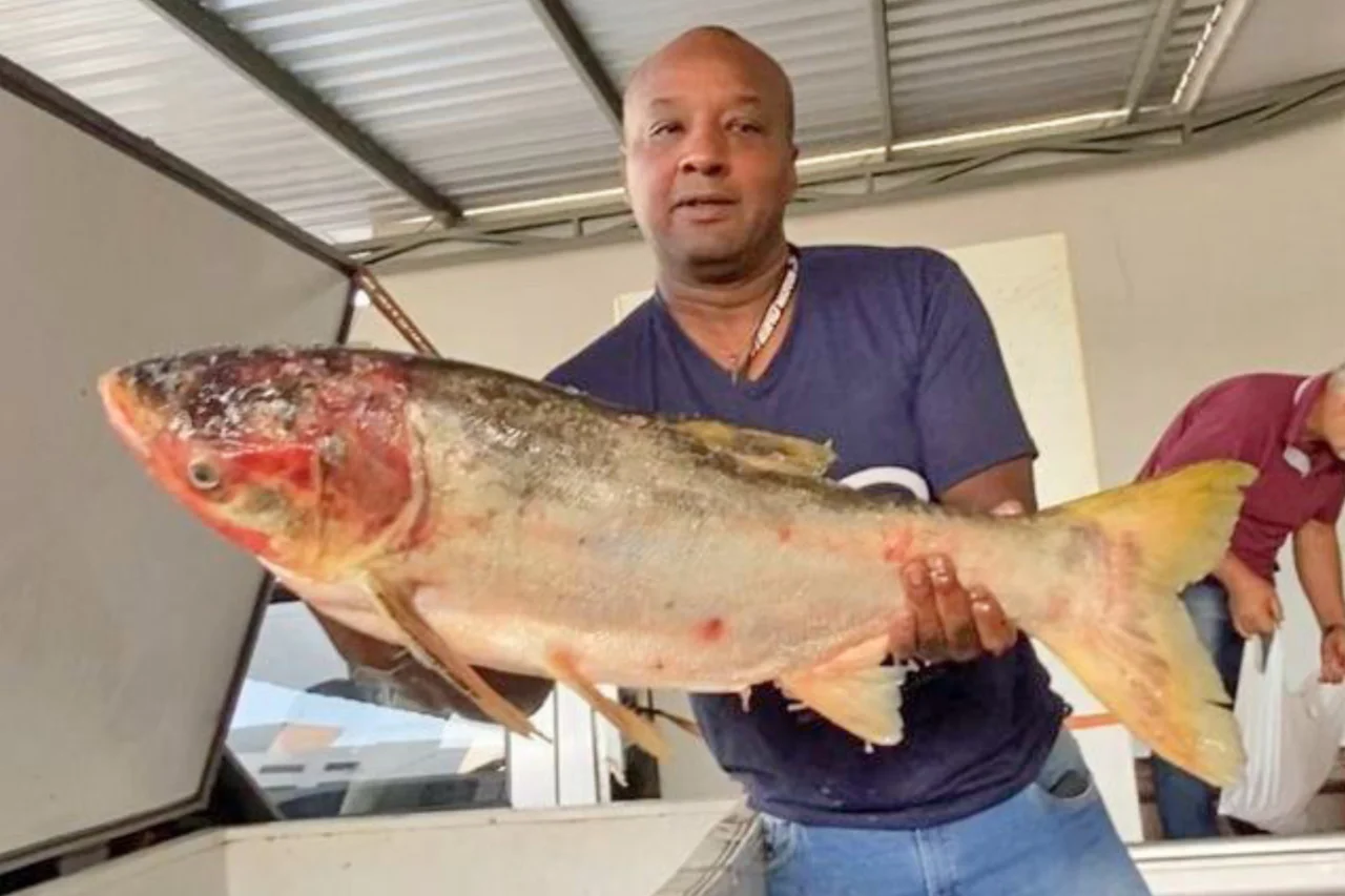 Feira do Peixe de Dionísio Cerqueira comercializou mais de 5 toneladas na Semana Santa 3 Evento realizado na Semana Santa registra mais de 5 mil quilos de peixe comercializados e movimenta produtores e consumidores