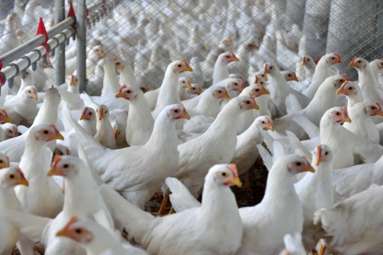 Indústria de alimentos cresce 5,9% em Santa Catarina e supera média nacional em 2025 17 crys 59