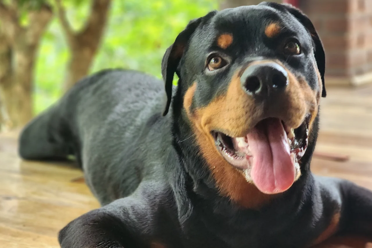 Projeto no Paraná propõe cadastro obrigatório para cães de grande porte 13 Projeto no Paraná propõe cadastro obrigatório para cães de grande porte