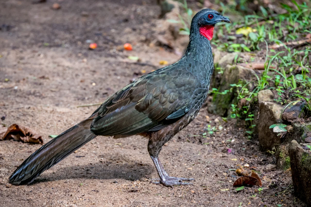Café raro produzido a partir de fezes de ave brasileira chega a R$ 1.530 o quilo 3 Café raro produzido a partir de ave brasileira chega a R$ 1.530 o quilo