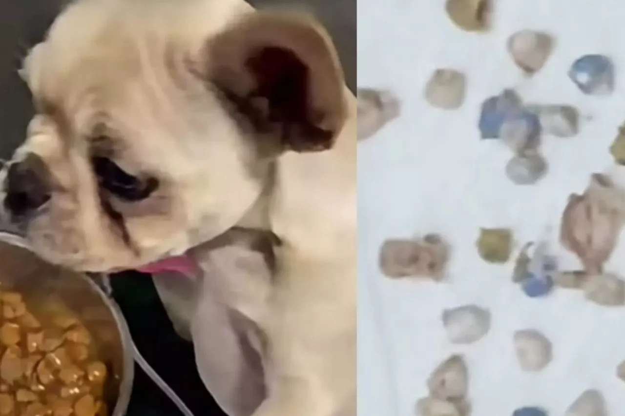 Cadela passa por cirurgia após ingerir 55 pedras de crack em Santa Catarina 1 Cadela passa por cirurgia após ingerir 55 pedras de crack em Santa Catarina