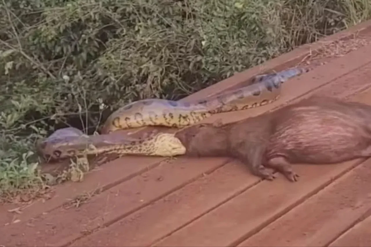 Sucuri é flagrada tentando arrastar capivara em córrego no interior de MS