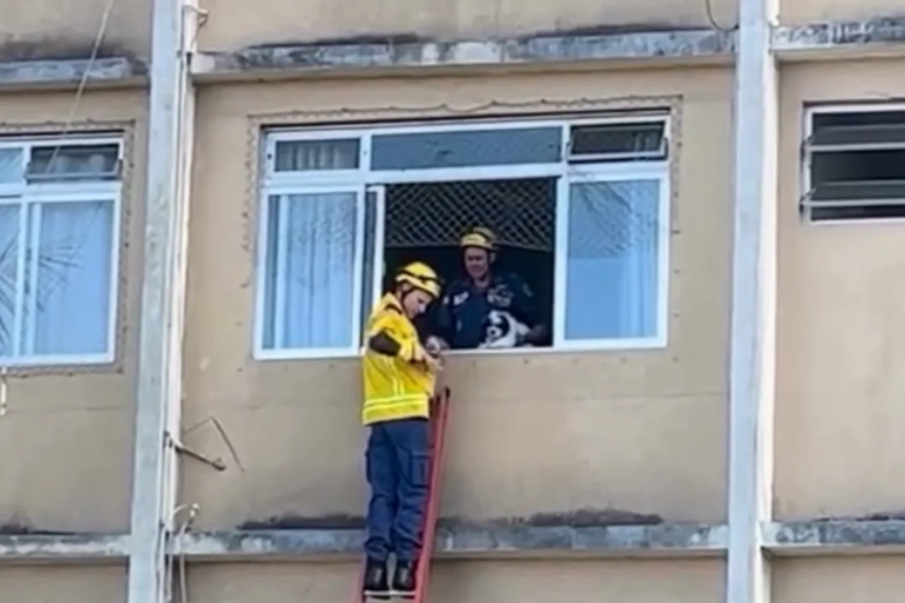 Cachorra de criança com autismo é resgatada após noite em prédio com risco de desabamento em Itajaí 11 Cachorra de família com autismo é resgatada após noite em prédio com risco de desabamento em Itajaí