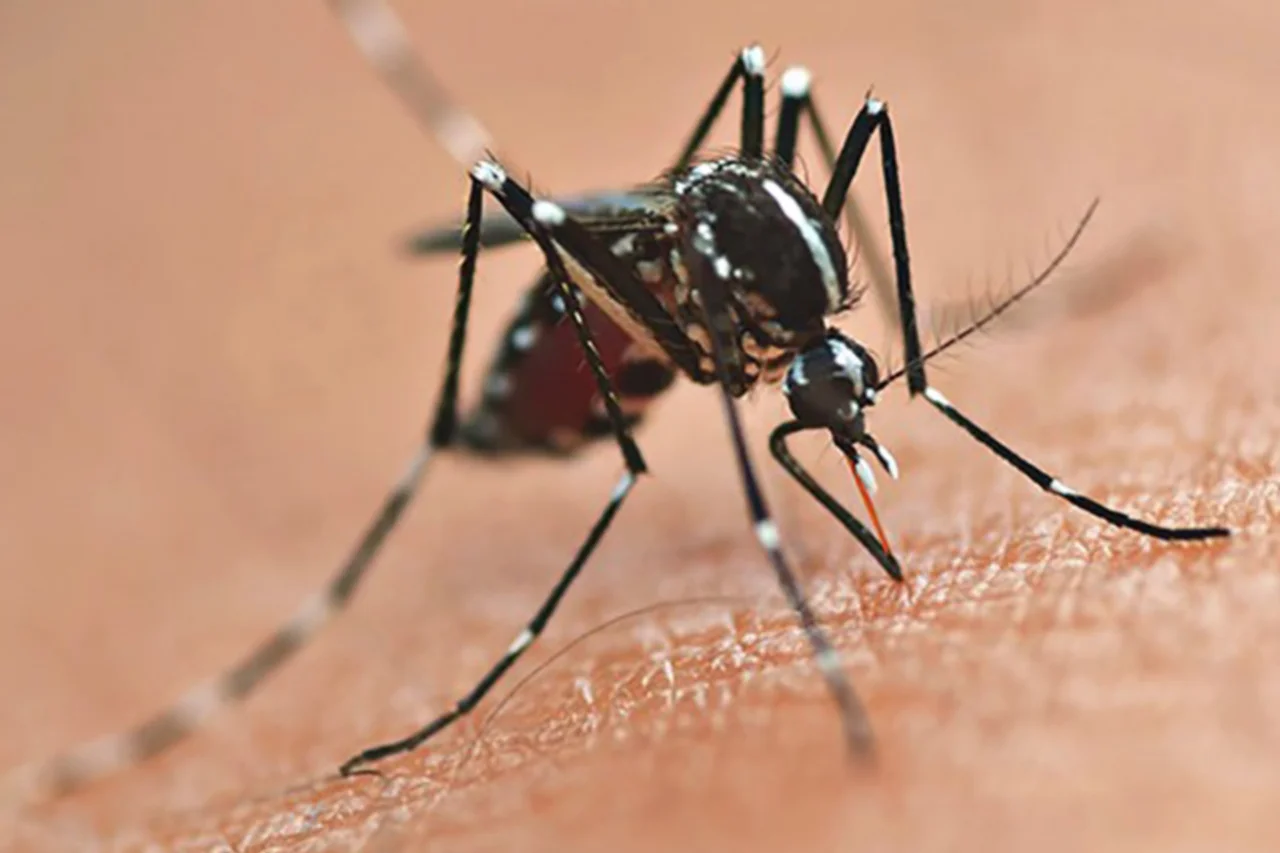 Mesmo com redução expressiva nos casos e mortes por dengue em 2026, a Secretaria da Saúde do Paraná reforça ações preventivas e alerta para a circulação de diferentes sorotipos do vírus.