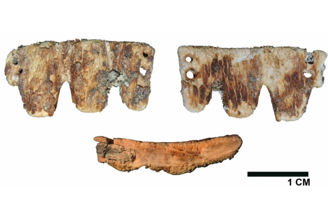 Ponte dentária feita com osso animal descoberta em cemitério português intriga arqueólogos