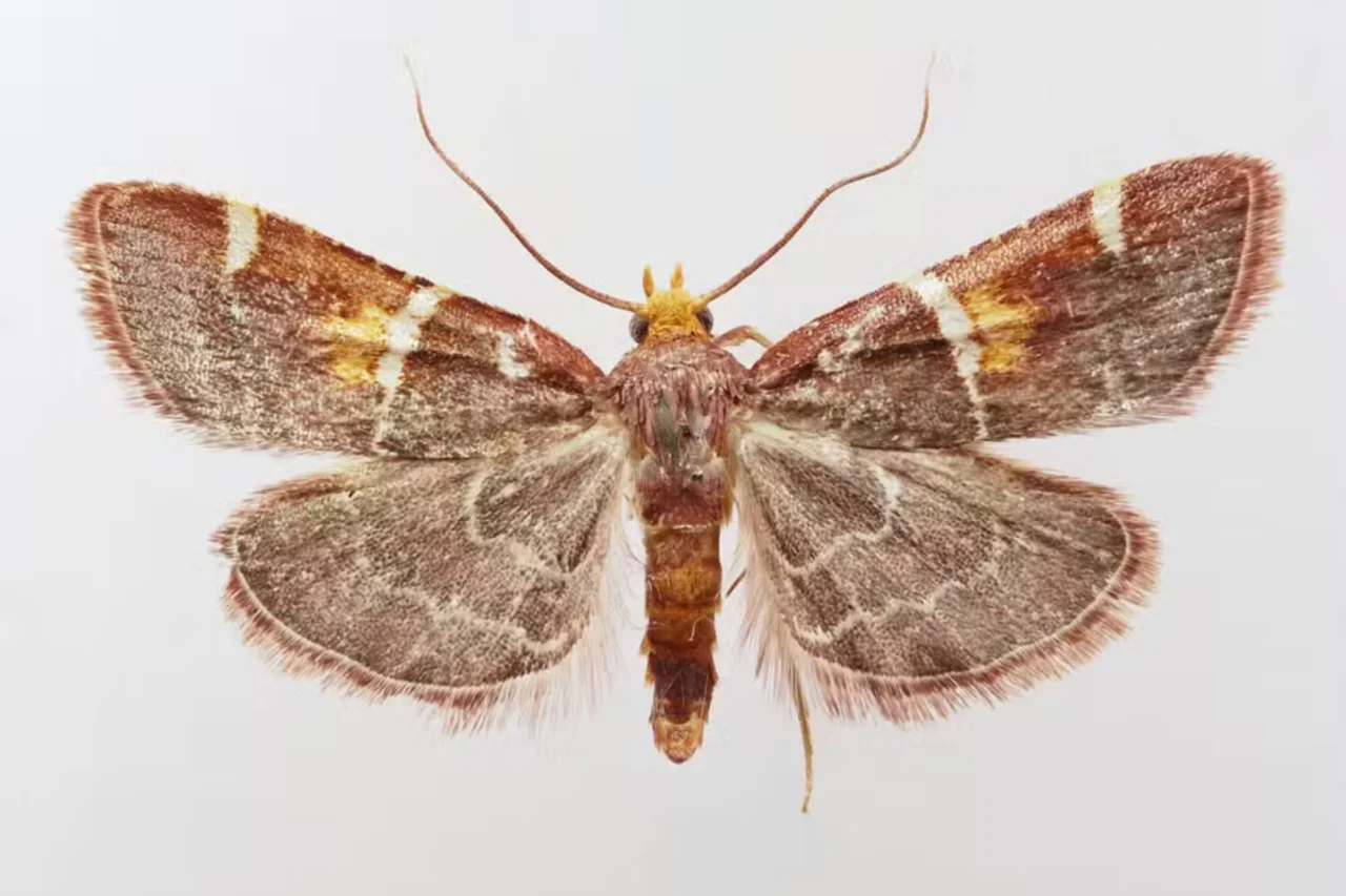 Nova espécie de mariposa descoberta na Grécia recebe nome em homenagem ao Papa Leão 14