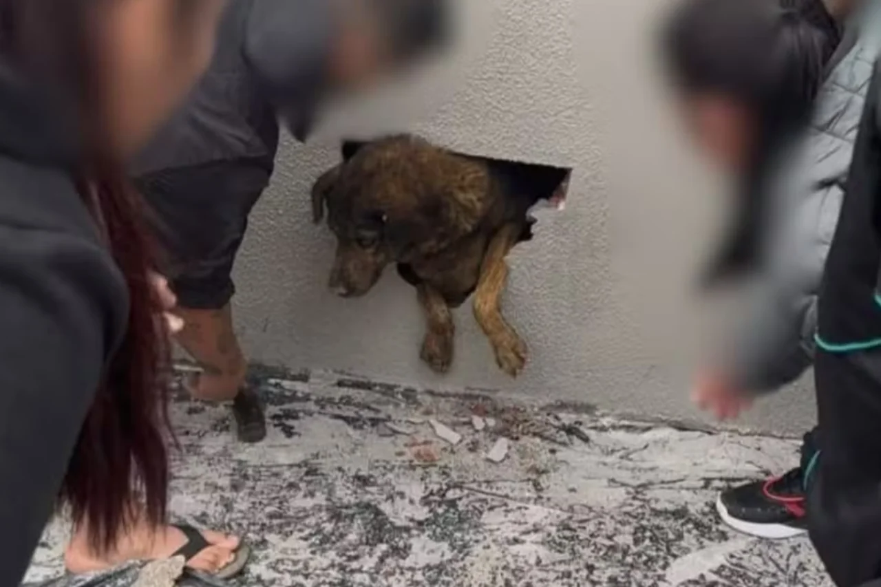 Cadela desaparecida &eacute; encontrada viva dentro de parede concretada ap&oacute;s dez dias no Paran&aacute;