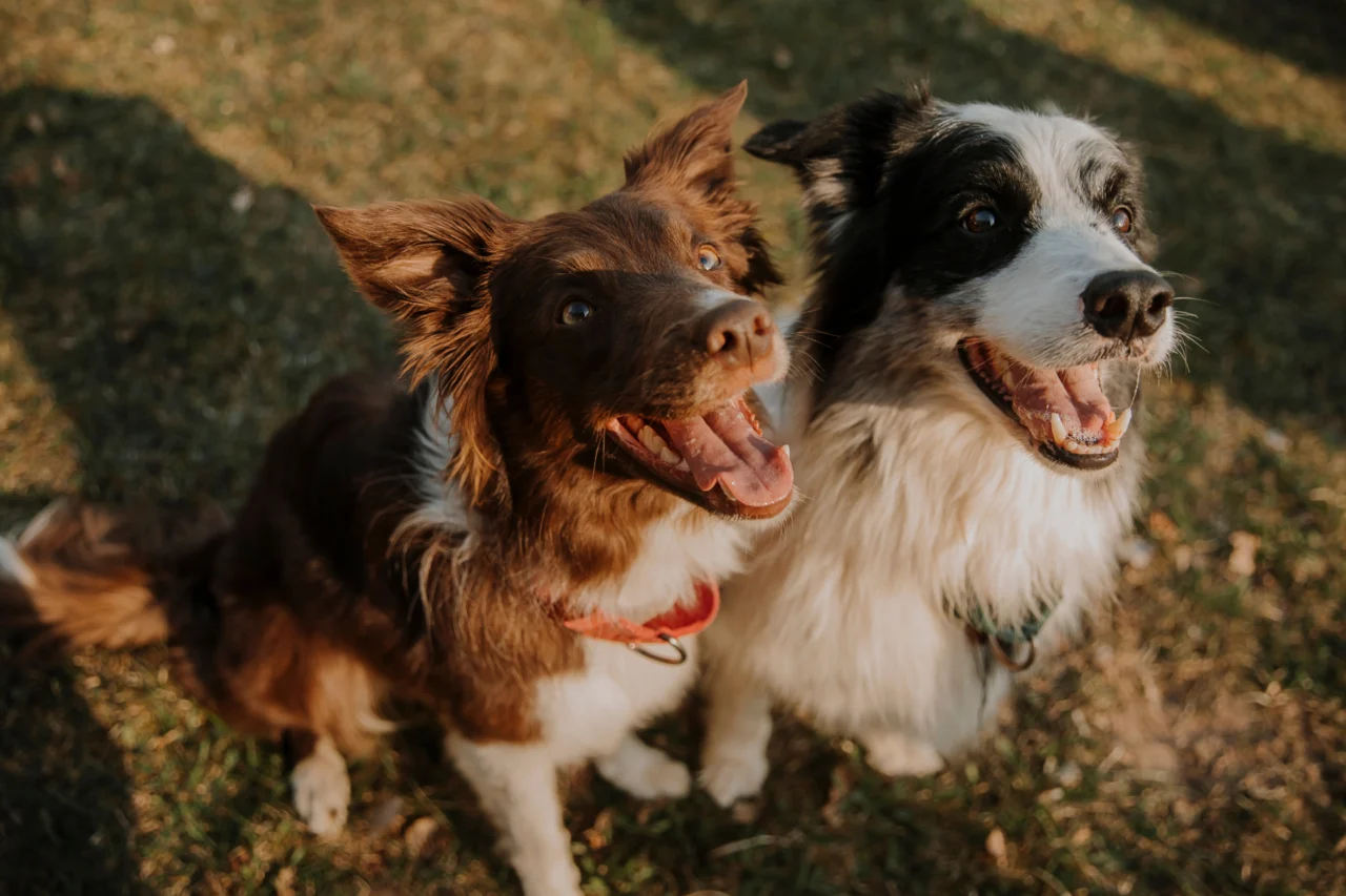 Programa Pet Levado a Sério amplia castrações e reforça rede de proteção animal em Santa Catarina 9 Programa Pet Levado a Sério amplia castrações e reforça rede de proteção animal em Santa Catarina