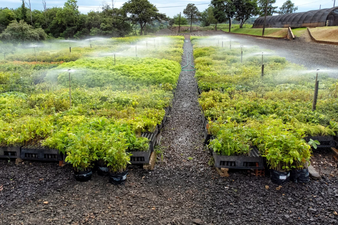 IAT orienta cuidados no plantio de mudas durante período de frio e geadas no Paraná