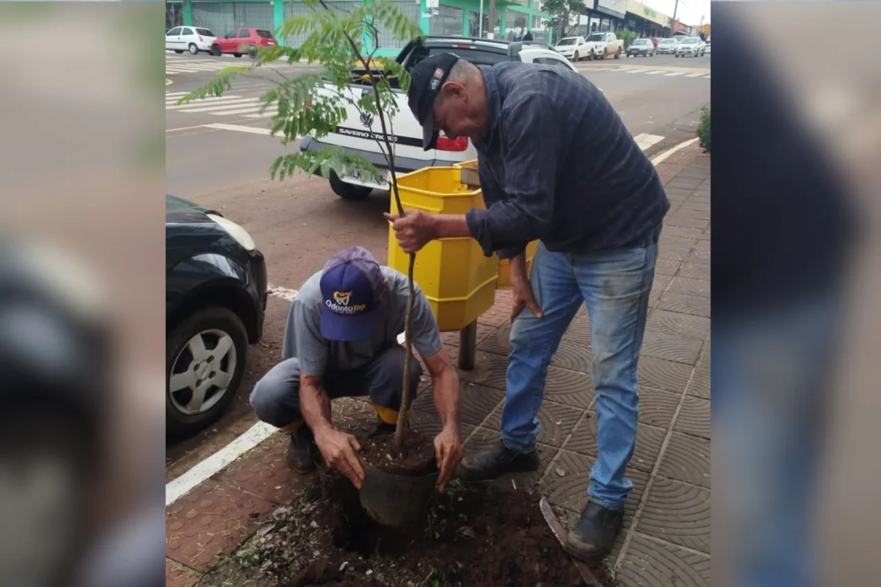 São José do Cedro amplia arborização urbana com plantio de mudas na Av. Rio Grande do Sul 8 São José do Cedro amplia arborização urbana com plantio de mudas na Av. Rio Grande do Sul