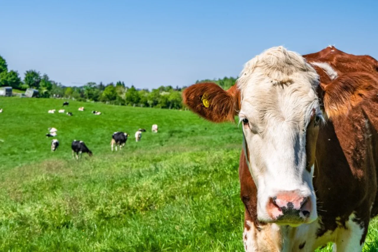 Rebanho originado por 5 vacas na Ilha Amsterdam intriga pesquisadores após gerar 2 mil animais 30 Heloisa L 2026 06 08T102109.759