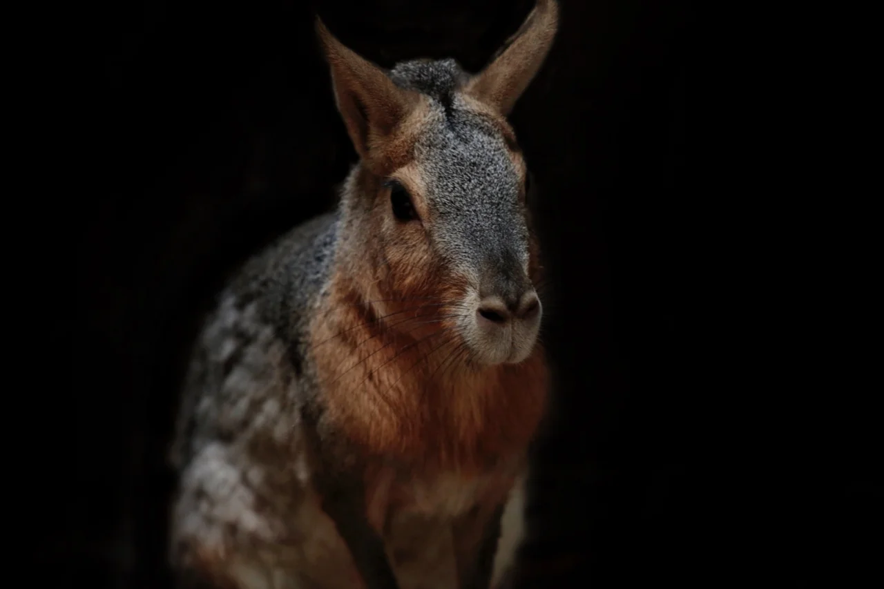 Chupacabra pode ter origem em doença comum que afeta coiotes e outros canídeos, dizem cientistas