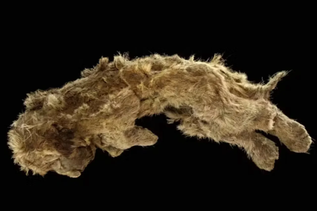 DNA antigo revela que leões-das-cavernas cruzaram com leões modernos antes da extinção 3 DNA antigo revela que leões-das-cavernas cruzaram com leões modernos antes da extinção