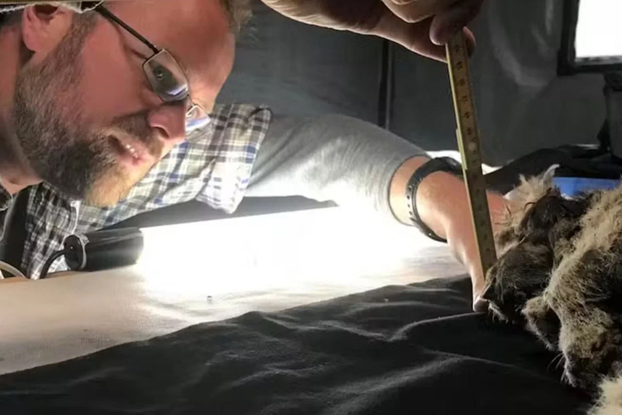 DNA antigo revela que leões-das-cavernas cruzaram com leões modernos antes da extinção