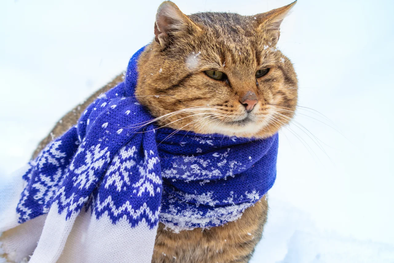 Veterinária alerta para cuidados com cães e gatos no início do inverno 4 Veterinária alerta para cuidados com cães e gatos no início do inverno