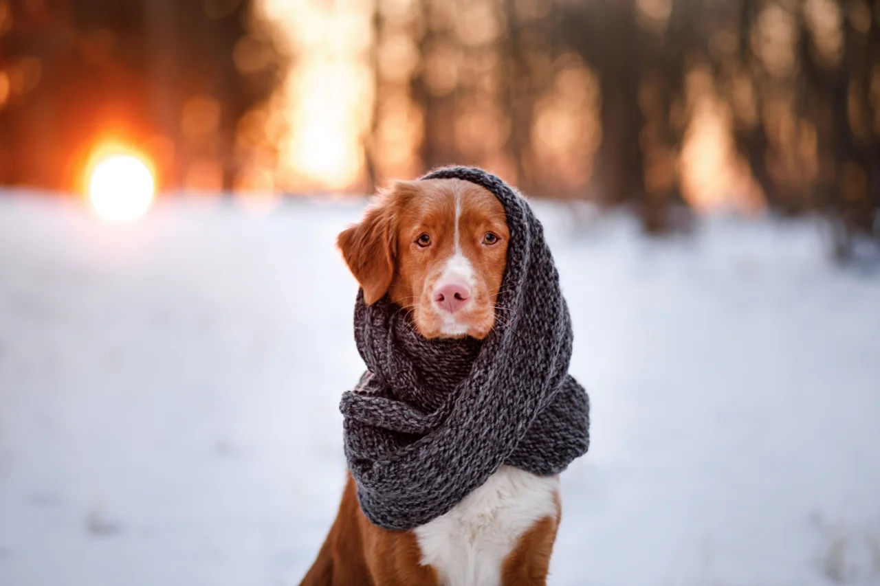 Veterinária alerta para cuidados com cães e gatos no início do inverno 3 Veterinária alerta para cuidados com cães e gatos no início do inverno