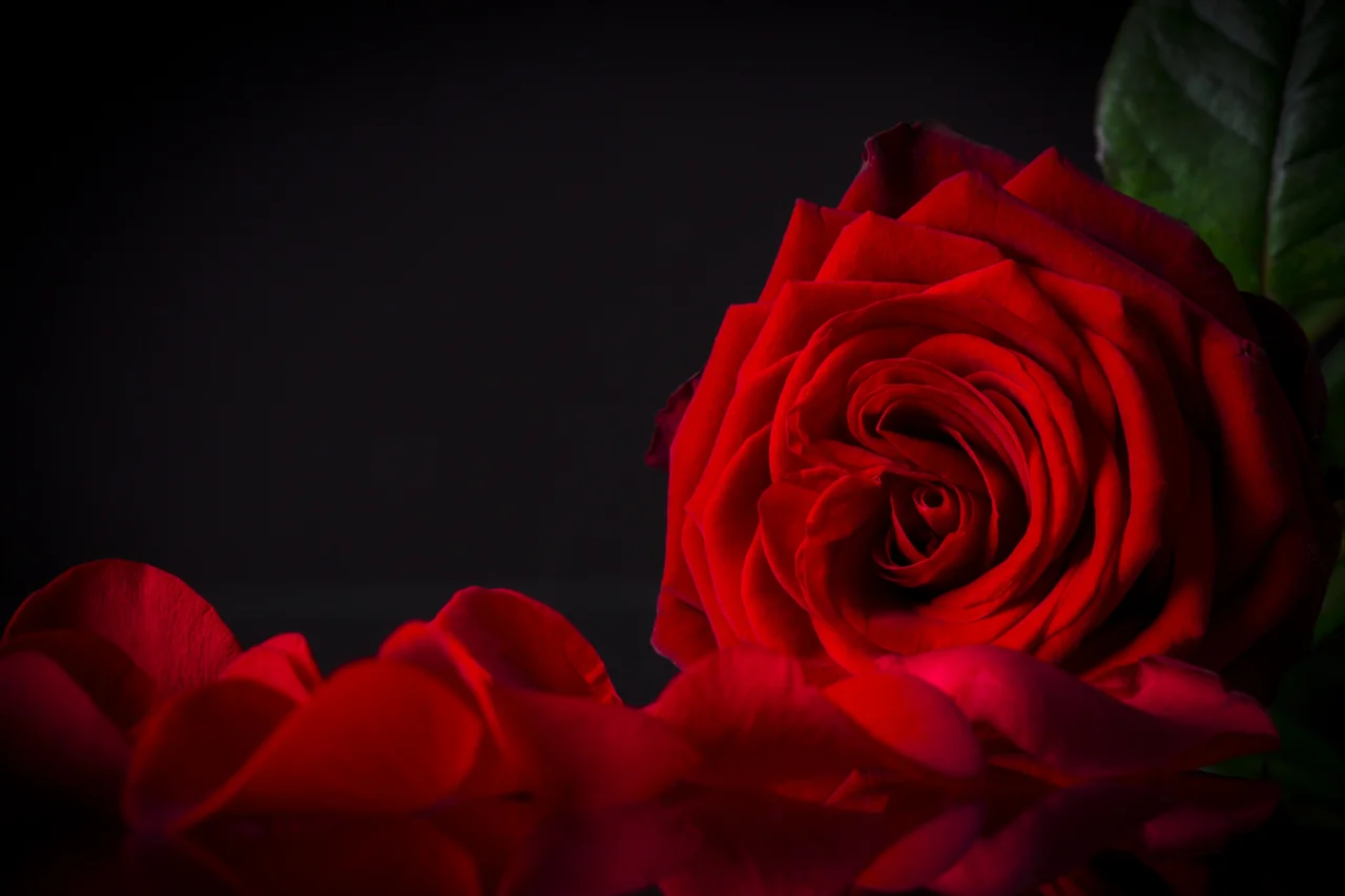 Por que a rosa vermelha se tornou símbolo de amor e paixão