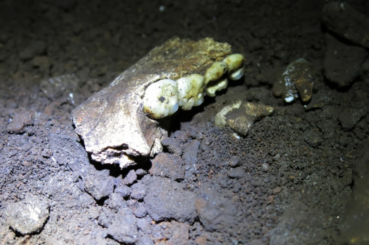 Dentes de 300 mil anos revelam que Homo naledi encontrados em caverna eram fêmeas 3 Dentes de 300 mil anos revelam que Homo naledi encontrados em caverna eram fêmeas