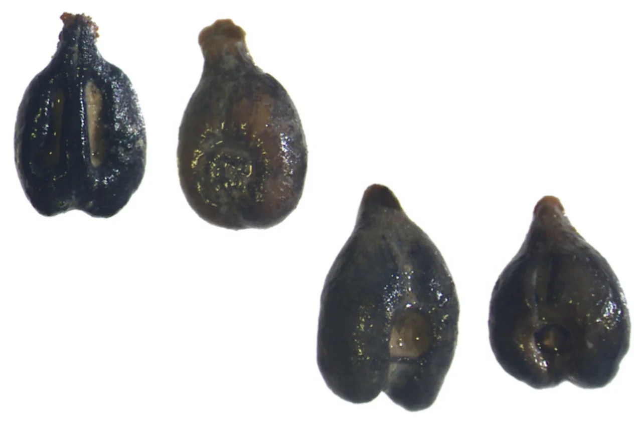 Sementes antigas revelam que etruscos clonaram uvas brancas por séculos na Itália